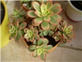 aeonium